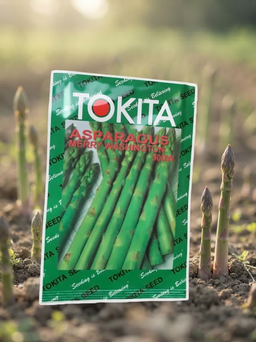 10 Gram Asparagus Original Seeds Pack (Kurilo Seeds)