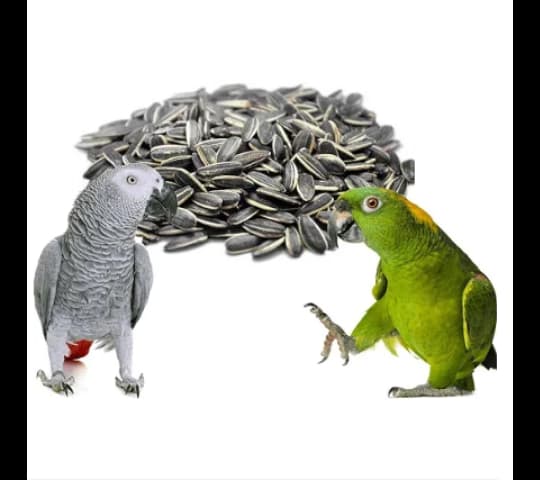 Premium Sunflower Seed Bird Food 1kg | Healthy Nutrition for Pet & Wild Birds